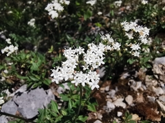 Valeriana clematitis