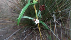 Convolvulus sagittatus