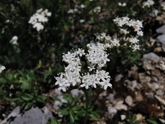 Valeriana clematitis