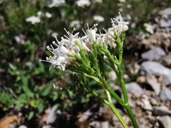 Valeriana clematitis