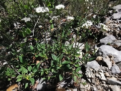 Valeriana clematitis