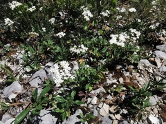 Valeriana clematitis