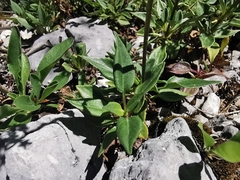 Valeriana clematitis