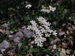 Valeriana clematitis
