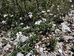 Valeriana clematitis