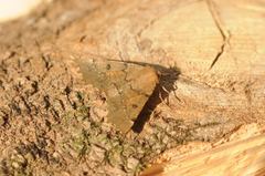 Odontopera bidentata