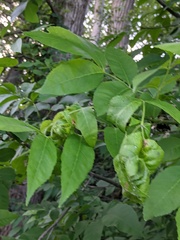 Prociphilus fraxinifolii