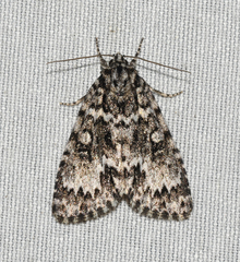 Acronicta fragilis