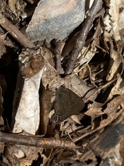 Satyrium calanus