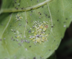 Prociphilus fraxinifolii