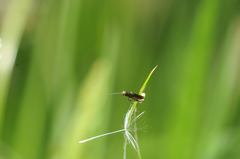 Micropterix calthella