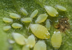 Prociphilus fraxinifolii