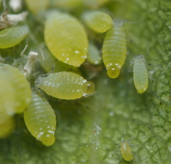 Prociphilus fraxinifolii