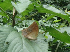 Charaxes fulvescens