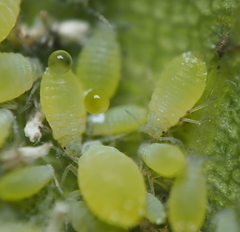 Prociphilus fraxinifolii