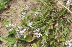 Polygala serpyllifolia