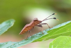 Dalader planiventris