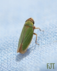 Chlorogonalia losoplanensis