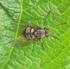 Chrysopilus proximus