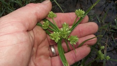 Cyperus pulcher