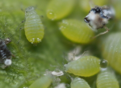 Prociphilus fraxinifolii