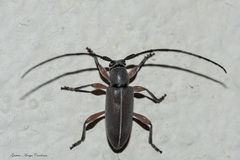 Cymatonycha fasciata