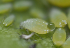 Prociphilus fraxinifolii