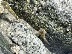 Oligocottus maculosus