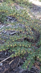 Ribes roezlii roezlii