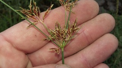 Cyperus longus tenuiflorus