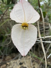 Dalechampia schippii