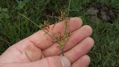 Cyperus longus tenuiflorus