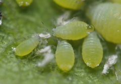 Prociphilus fraxinifolii