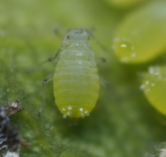 Prociphilus fraxinifolii