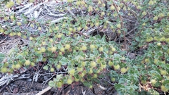 Ribes roezlii roezlii