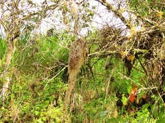 Todirostrum cinereum