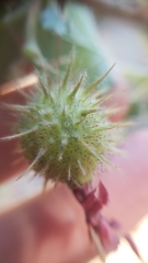 Ribes roezlii roezlii