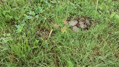 Cyperus longus tenuiflorus