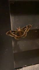 Callosamia angulifera