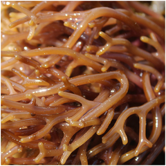 Macrocystis pyrifera