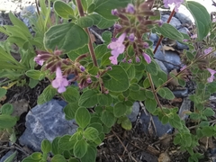 Hedeoma palmeri