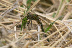 Cordulia shurtleffii