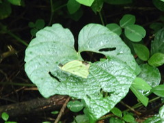Nepheronia