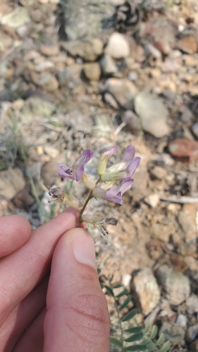 Astragalus puniceus var. gertrudis