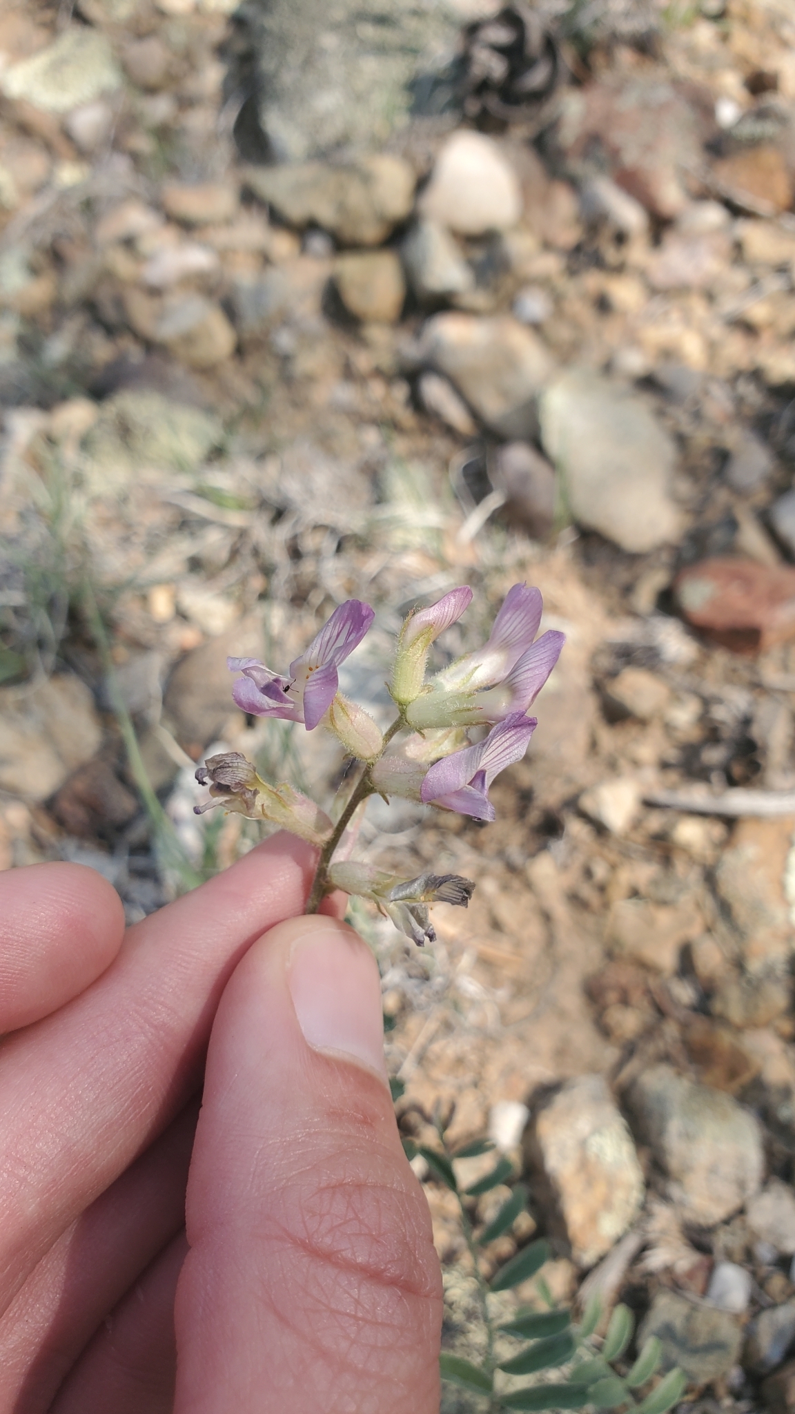 Astragalus puniceus var. gertrudis