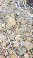 Astragalus puniceus gertrudis