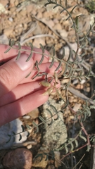 Astragalus puniceus gertrudis