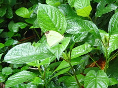 Nepheronia