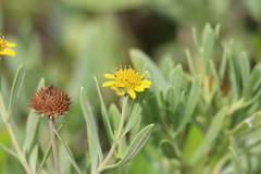 Borrichia frutescens image