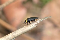 Hemithyrsocera palliata